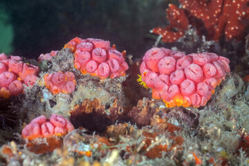 Sun Coral (Genus Tubastraeamage) at the Blue Heron Bridge, Riviera Beach, Florida