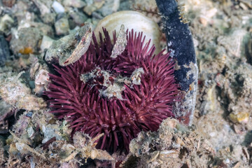 Variegated Sea Urchin (Lytechinus variegatus), Green Sea Urchin at the Blue Heron Bridge, Phil Foster Park, Riviera Beach, Florida