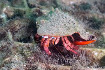 GeneratedHermit Crab at Blue Heron Bridge, Phil Foster Park, Riviera Beach, Florida	 image