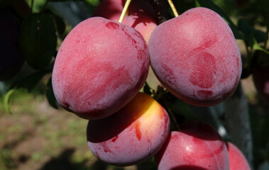 Plum fruits ripening on tree branches