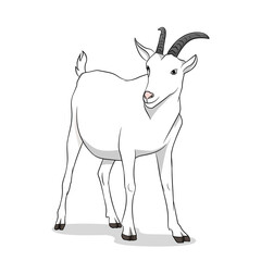 White goat with black horns