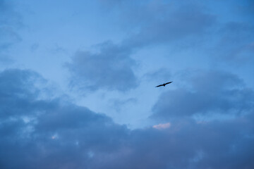 Fototapeta premium 夕暮れの青空に舞うトンビとちぎれ雲