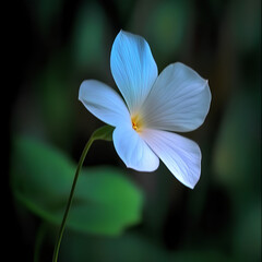 Blue flowers in the wild