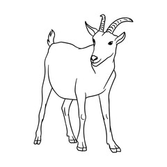 Goat with horns thin line illustration