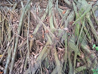 The dense and unique roots of the banyan tree