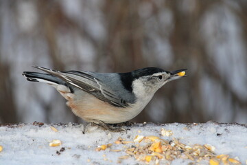Nuthatch Eating