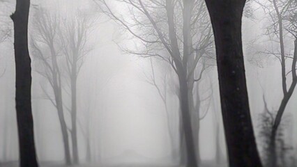 Obraz premium Fog in the forest misty morning in the forest morning fog background wallpaper 4k hd high quality 