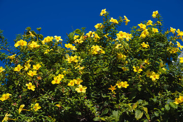 The yellow Allamand flower blooms against the blue sky