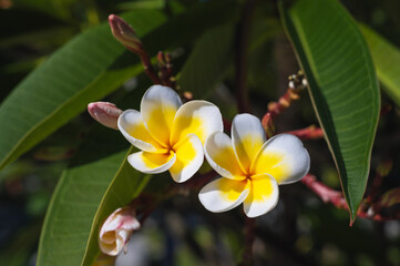White and Yellow Plumeria blooming on trees, Frangipani, Tropical flower, close-up shot