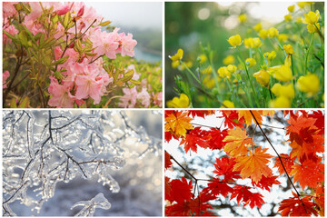 collage of four seasons