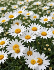 Field of white daisies dotted with golden centers, daisies, beauty.