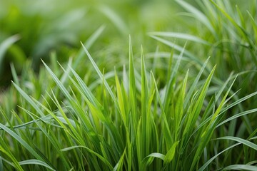 Isolated Green Grass Clump with Sharp Blades in Lush Botanical Environment