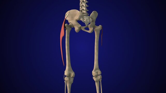 Female skeletal Tensor Fasciae Latae muscle