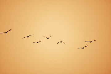 早朝、日が昇ると鳥たちが大空を飛び回る　兵庫県西宮市の香櫨園浜で撮影