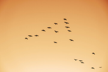 早朝、日が昇ると鳥たちが大空を飛び回る　兵庫県西宮市の香櫨園浜で撮影