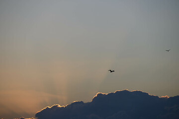 早朝、日が昇ると鳥たちが大空を飛び回る　兵庫県西宮市の香櫨園浜で撮影