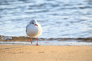 冬の訪れとともに西宮市香櫨園浜にやってきたゆりかもめ