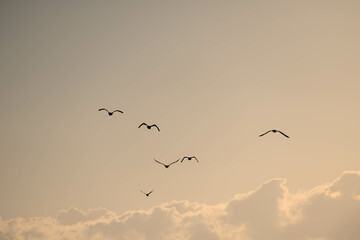 早朝、日が昇ると鳥たちが大空を飛び回る　兵庫県西宮市の香櫨園浜で撮影