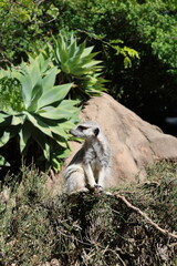 Meerkat from zoo
