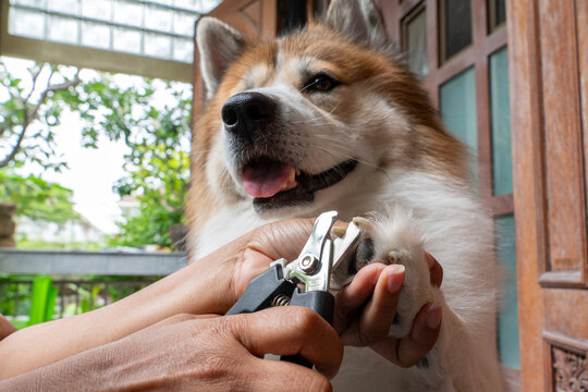 Close up hand of veterinarian trims a Thai Bangkaew dog's nails using clippers outdoors, ensuring proper grooming and pet care. Professional Groomer Trimming Dog&rsquo;s Claws Outdoors