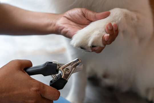 Close up hand of veterinarian trims a Thai Bangkaew dog's nails using clippers outdoors, ensuring proper grooming and pet care. Professional Groomer Trimming Dog&rsquo;s Claws Outdoors