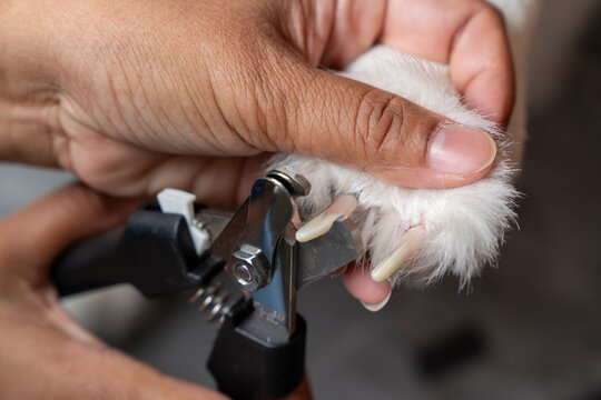 Close up hand of veterinarian trims a Thai Bangkaew dog's nails using clippers outdoors, ensuring proper grooming and pet care. Professional Groomer Trimming Dog&rsquo;s Claws Outdoors