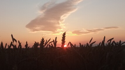 A stunning golden wheat field at sunset with a deep blue sky and wispy clouds. The warm sunlight...