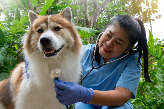 Close-up of a veterinarian checking a healthy Thai Bangkaew dog with a stethoscope surrounded by greenery. Female Vet Checking Dog&rsquo;s Heartbeat in a Garden Setting 