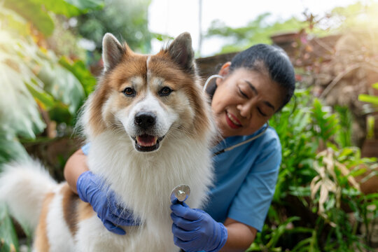 Close-up of a veterinarian checking a healthy Thai Bangkaew dog with a stethoscope surrounded by greenery. Female Vet Checking Dog&rsquo;s Heartbeat in a Garden Setting 