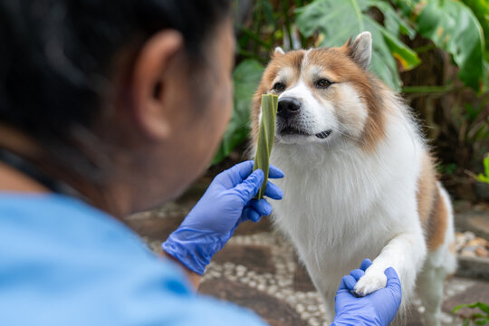 Thai Bangkaew dog examines an a treat offered by vet during health check in a relaxed outdoor environment. Veterinarian holds treat while curious dog sniffs, exploring natural remedies during checkup