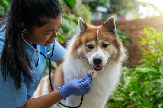 Close-up of a veterinarian checking a healthy Thai Bangkaew dog with a stethoscope surrounded by greenery. Female Vet Checking Dog&rsquo;s Heartbeat in a Garden Setting 