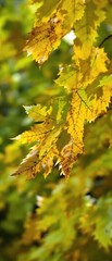 Fototapeta premium A large golden maple leaf takes center stage against a backdrop of fading green summer foliage , autumn colors, natural scenery