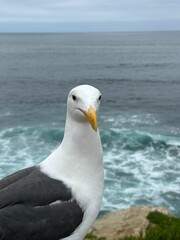A close-up portrait of a curious seagull perched on a cliff overlooking the ocean.