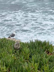 A curious squirrel and a watchful seagull share a moment on a cliff overlooking the crashing waves of the ocean.