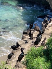 Black cormorants perched on a rocky cliff by the turquoise ocean, with waves crashing below and some greenery visible. The birds stand and sit near the cliff's edge, capturing their natural habitat.