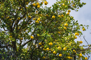 Lemon tree farm plantation. Lemon trees garden. Citrus fruit on a branch with green leaves. Lemon