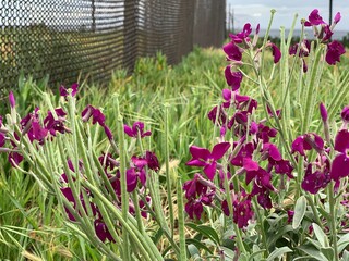 A patch of vibrant purple Matthiola incana (Stock flowers) blooming near the edge of the bluffs...