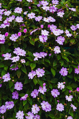 Flowering plants for gardens, parks balconies. Flower background