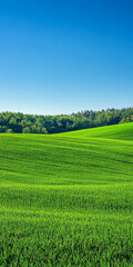 Lush green fields under clear blue sky invite relaxation and outdoor exploration
