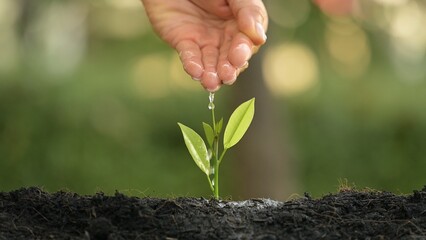 Nurturing Growth Watering a Young Plant in Soil Nature Setting Inspirational Photography Close-Up...
