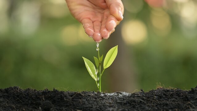 Nurturing Growth Watering a Young Plant in Soil Nature Setting Inspirational Photography Close-Up Viewpoint Environmental Awareness