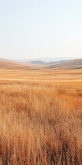 Obraz premium Expansive golden grasslands stretching under a blue sky in an open landscape at sunset