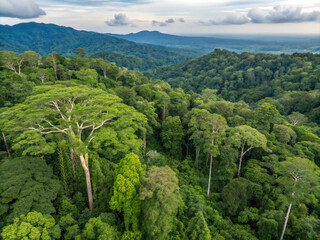 landscape with trees. nature, landscape, forest, tree, sky, mountain, green, trees, summer, mountains, grass, park, view, valley, hill, clouds, meadow, spring, environment, panorama, travel, day, scen