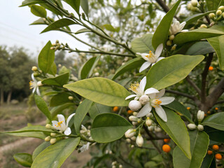 green tree. tree, nature, branch, plant, leaves, leaf, fruit, food, summer, spring, agriculture, garden, flower, sky, fresh, forest, foliage, apple, green, color, olives, organic, isolated, ficus, plu