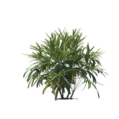 Rhapis excelsa, Lady palm, Bamboo palm, evergreen, small tree, bush, light for daylight, easy to use, 3d render, isolated