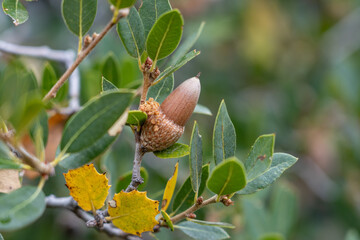 Quercus wislizeni,  interior live oak, Mt Wilson Red Box Rd. San Gabriel Mountains, Los Angeles...