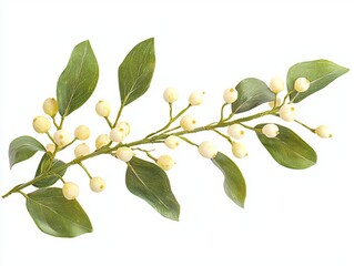 Obraz premium A leafy branch with clusters of small white berries, showcasing vibrant green foliage and a natural, organic aesthetic.