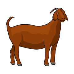 boer livestock contest goat standing, boer goat for livestock show stands tall as judged in livestock show for livestock