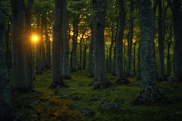 Fototapeta premium Serene forest landscape background