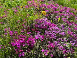 Obraz premium Flowers pink phlox subulata and dandelions in meadow grass 